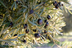 Griechisches Olivenöl & Essig & Petimezi