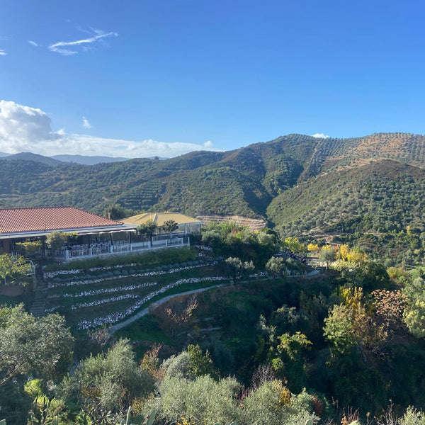 Bio-Olivenöl 500 ml (€ 23,80/1 Liter)