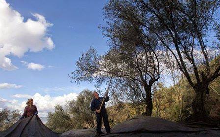 Bio-Olivenöl 500 ml (€ 23,80/1 Liter)