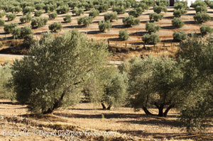 Wo kann man Olivenöl aus Griechenland online kaufen? Hochwertiges Olivenöl bestellen bei KALOUDIA – Beste griechische Olivenöle