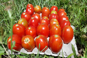 Griechisches Tomatensugo kaufen